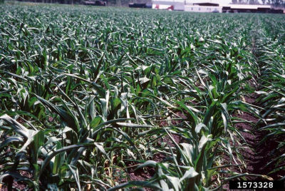 Figure 1. Drought stressed corn. Image courtesy of G.J. Holmes, Strawberry Center, Cal Poly San Luis Obispo, Bugwood.org. 